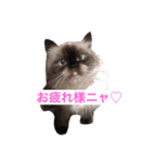ヒマラヤンhapiちゃん（個別スタンプ：1）