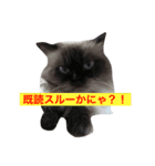 ヒマラヤンhapiちゃん（個別スタンプ：2）
