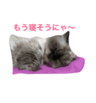 ヒマラヤンhapiちゃん（個別スタンプ：3）