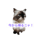 ヒマラヤンhapiちゃん（個別スタンプ：4）