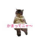 ヒマラヤンhapiちゃん（個別スタンプ：5）