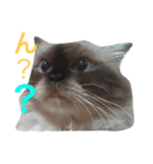 ヒマラヤンhapiちゃん（個別スタンプ：6）