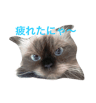 ヒマラヤンhapiちゃん（個別スタンプ：7）