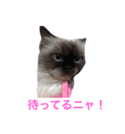 ヒマラヤンhapiちゃん（個別スタンプ：8）