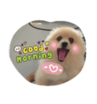 ポメラニアン日常会話（個別スタンプ：3）