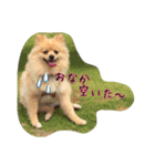 ポメラニアン日常会話（個別スタンプ：4）