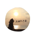 ポメラニアン日常会話（個別スタンプ：6）
