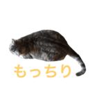 ペンネ（個別スタンプ：5）