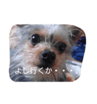 こっちゃん、（個別スタンプ：8）