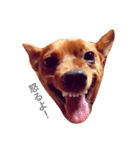 表情豊かな愛犬(日常)（個別スタンプ：1）