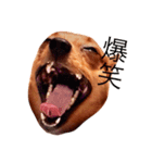 表情豊かな愛犬(日常)（個別スタンプ：4）