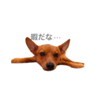 表情豊かな愛犬(日常)（個別スタンプ：5）