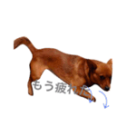 表情豊かな愛犬(日常)（個別スタンプ：7）