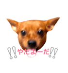 表情豊かな愛犬(日常)（個別スタンプ：8）