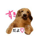 ミニチュアダックスの日常（個別スタンプ：1）