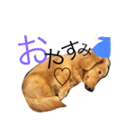 ミニチュアダックスの日常（個別スタンプ：4）