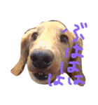 ミニチュアダックスの日常（個別スタンプ：21）