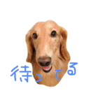 ミニチュアダックスの日常（個別スタンプ：33）