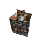 にゃんこーず1（個別スタンプ：4）