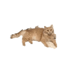 猫は猫である。（個別スタンプ：1）