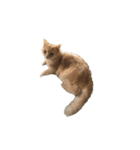 猫は猫である。（個別スタンプ：2）