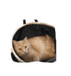 猫は猫である。（個別スタンプ：3）