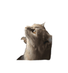 猫は猫である。（個別スタンプ：4）
