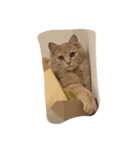 猫は猫である。（個別スタンプ：5）