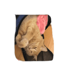 猫は猫である。（個別スタンプ：6）
