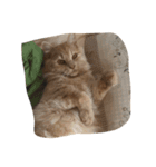 猫は猫である。（個別スタンプ：7）