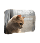 猫は猫である。（個別スタンプ：8）