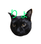 黒猫おはぎとなかまたち（個別スタンプ：1）