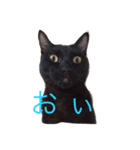 黒猫おはぎとなかまたち（個別スタンプ：2）