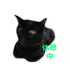 黒猫おはぎとなかまたち（個別スタンプ：3）