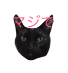 黒猫おはぎとなかまたち（個別スタンプ：8）