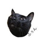黒猫おはぎとなかまたち（個別スタンプ：9）