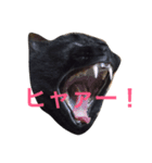 黒猫おはぎとなかまたち（個別スタンプ：10）
