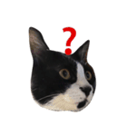 黒猫おはぎとなかまたち（個別スタンプ：11）