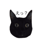 黒猫おはぎとなかまたち（個別スタンプ：12）
