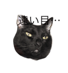 黒猫おはぎとなかまたち（個別スタンプ：14）