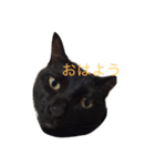 黒猫おはぎとなかまたち（個別スタンプ：16）