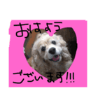 ももちゃんスタンプ①（個別スタンプ：1）