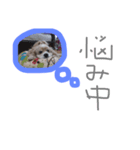 ももちゃんスタンプ①（個別スタンプ：5）