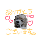 ももちゃんスタンプ①（個別スタンプ：7）