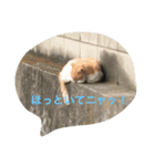 NORAにゃんず（個別スタンプ：1）