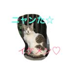 NORAにゃんず（個別スタンプ：4）