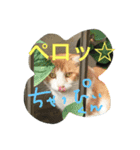 NORAにゃんず（個別スタンプ：5）