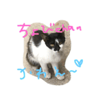 NORAにゃんず（個別スタンプ：6）