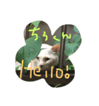 NORAにゃんず（個別スタンプ：10）