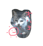 NORAにゃんず（個別スタンプ：15）